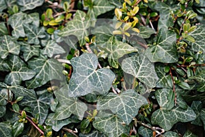 Dark green leaves of Hedera helix. Common ivy from the Araliaceae family in spring. English ivy texture. Fresh new young