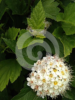 dark green leaves and inflorescences of the physocarpus on which the ant sits