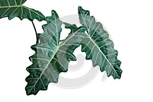 Dark green leaves of Kris plant or Alocasia elephant ear Alocas