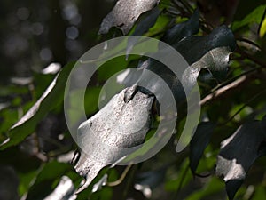 Dark Green Leaves in the middle of a forest