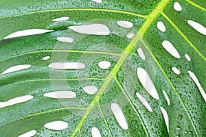 Dark green leaves of monstera deliciosa or split-leaf philodendron closeup