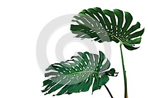 Dark green leaves of monstera plant or split-leaf philodendron Monstera deliciosa the tropical foliage popular houseplant