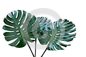 Dark green leaves of monstera or split-leaf philodendron Monste