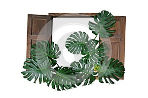 Dark green leaves of monstera or split-leaf philodendron Monste