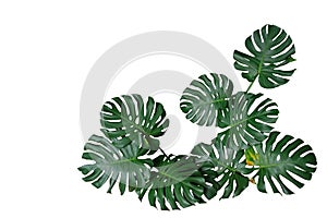 Dark green leaves of monstera or split-leaf philodendron Monste