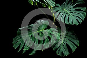 Dark green leaves of monstera or split-leaf philodendron Monste