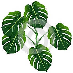 Dark green leaves of monstera or split-leaf philodendron Monstera deliciosa.