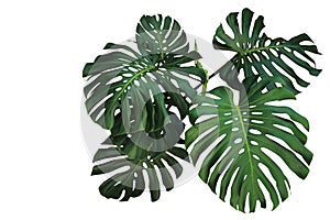 Dark green leaves of monstera or split-leaf philodendron Monstera deliciosa the tropical foliage plant bush popular houseplant