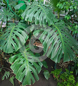 Dark green leaves of monstera or split-leaf philodendron Monstera deliciosa the tropical foliage plant growing