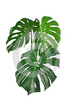 Dark green leaves of monstera or split leaf philodendron Monstera deliciosa tropical foliage plant growing in forest isolated on