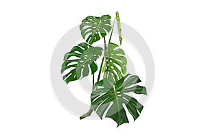 Dark green leaves of monstera or split leaf philodendron Monstera deliciosa tropical foliage plant growing in forest isolated on