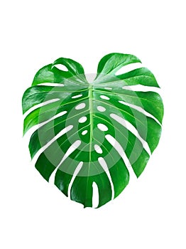 Dark green leaves of monstera or split leaf philodendron Monstera deliciosa tropical foliage plant growing in forest isolated on