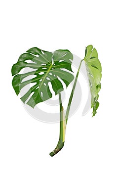 Dark green leaves of monstera or split leaf philodendron Monstera deliciosa tropical foliage plant growing in forest isolated on