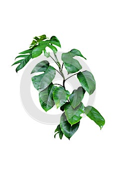 Dark green leaves of monstera or split-leaf philodendron Monstera deliciosa the tropical foliage plant growing in wild isolated