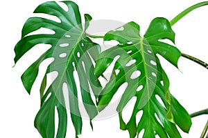 Dark green leaves of monstera or split leaf philodendron the tropical foliage plant isolated on white background