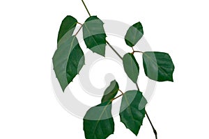 Dark green leaves of monstera or split leaf philodendron the tropical foliage plant isolated on white background
