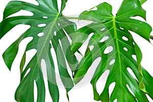 Dark green leaves of monstera or split leaf philodendron the tropical foliage plant isolated on white background