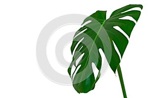 Dark green leaves of monstera or split leaf philodendron the tropical foliage plant isolated on white background