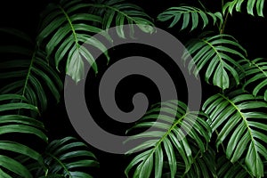 Dark green leaves of native Monstera the tropical forest plant evergreen vines, nature leaf frame on black background