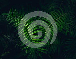 Dark green leaves pattern background.Natural green fern in the forest