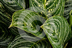 Dark green leaves pattern of cardboard palm or cardboard cycad Zamia furfuracea evergreen plant native to Indonesia, abstract na