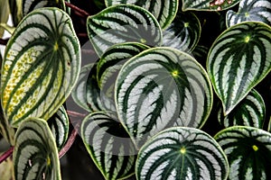 Dark green leaves pattern of cardboard palm or cardboard cycad Zamia furfuracea evergreen plant native to Indonesia, abstract na