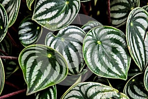Dark green leaves pattern of cardboard palm or cardboard cycad Zamia furfuracea evergreen plant native to Indonesia, abstract na