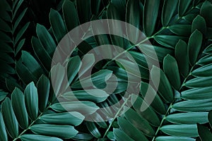 Dark green leaves pattern of cardboard palm or cardboard cycad Zamia furfuracea evergreen plant native to Mexico, abstract photo