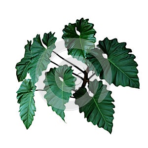 Dark green leaves of Philodendron species Philodendron speciosum the tropical foliage climbing vine plant bush isolated on white