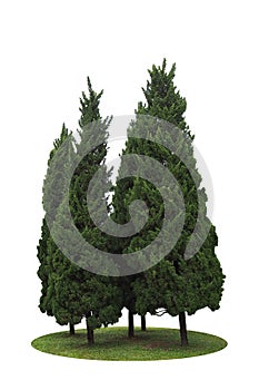 Dark green leaves pine trees ornamental plant, fir tree forest g