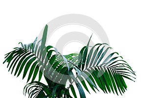 Dark green leaves of rainforest palm tree the tropical foliage plant isolated on white background, clipping path included