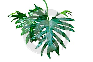 Dark green leaves of split-leaf philodendron selloum or monstera the exotic tropical foliage houseplant isolated on white