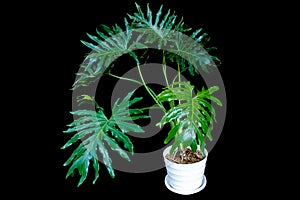 Dark green leaves of split-leaf philodendron selloum or monstera houseplant isolated on black background, clipping path included