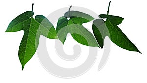 Dark green leaves venation pattern of Gac plant Momordica cochinchinensis or Baby Jackfruit the tropical vine plant isolated on