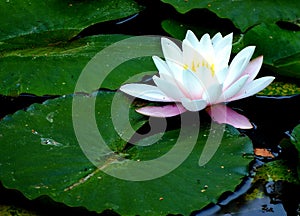 Dark green lily pads with a single lily flower