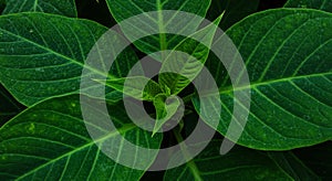 Dark Green Lush Leaves Close Up