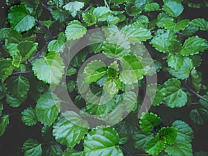 Dark green moody photo of swedish ivy, plectranthus ernstii, clinopodium douglasii,begonia, lamiaceae, hedera leaves shot from top