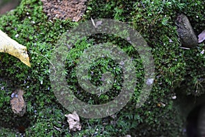 Dark Green Moss Coving Damp Log, Bronx, New York