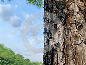 Dark green moss and emboss tree texture background in front of cloudy sky.