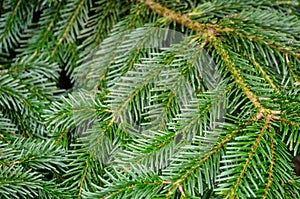 Dark green needles on the branches of coniferous tree fir Abies nordmanniana as dark green background. photo