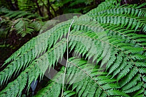 Dark green New Zealand fern plant closeup