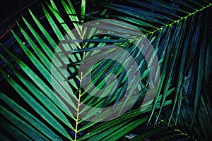 Dark green palm leaf texture background, tropical jungle tone concept photo