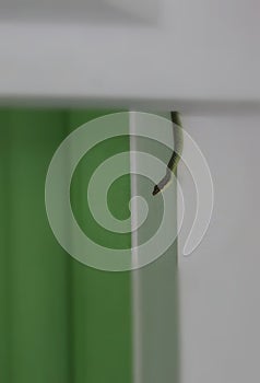 Dark Green Pit Viper snake photo