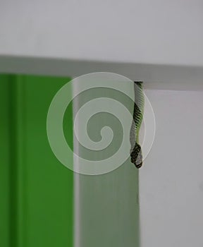 Dark Green Pit Viper snake photo