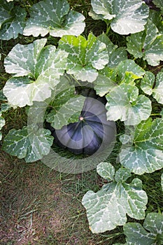 dark green pumpkin on bed in garden. photo