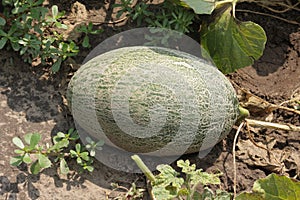 The Dark green rugosity melon