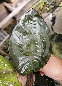A dark green and shiny leaf of Alocasia Serendipity