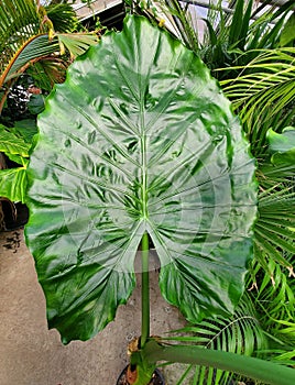 The dark green and shiny leaf of Alocasia Serendipity