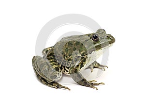 Dark green spotted frog