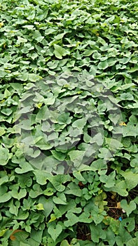 dark green sweet potato leaves